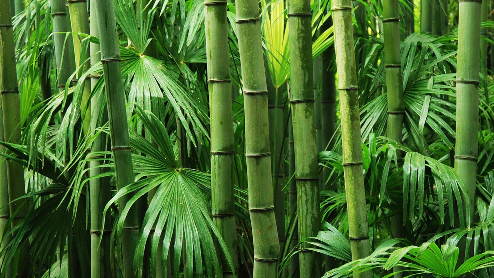 Bamboo
