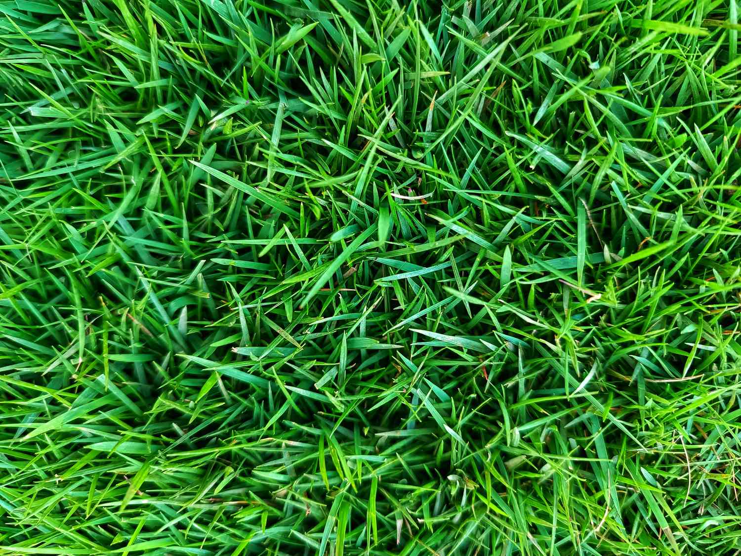 Grass