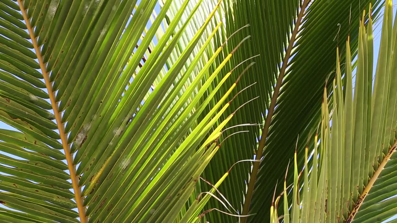 Palm