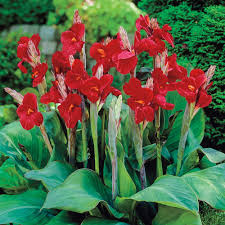 RED CANNA