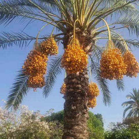 DATE PALM