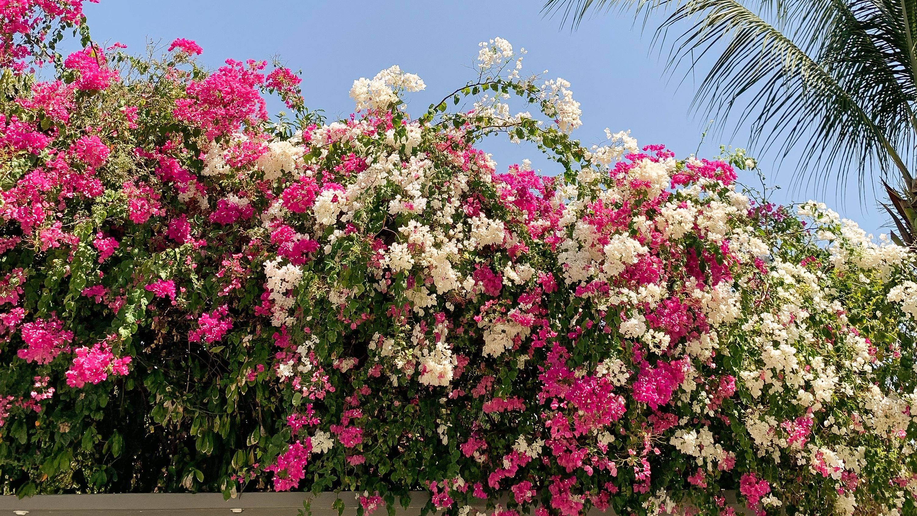 BOUGAINVILLEA