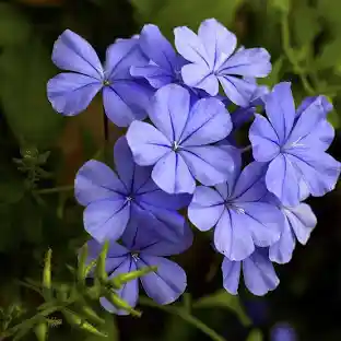 BLUE PLUMBAGO