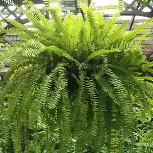 BOSTON FERN