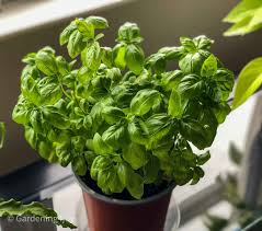 BASIL