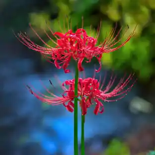 SPIDER LILY