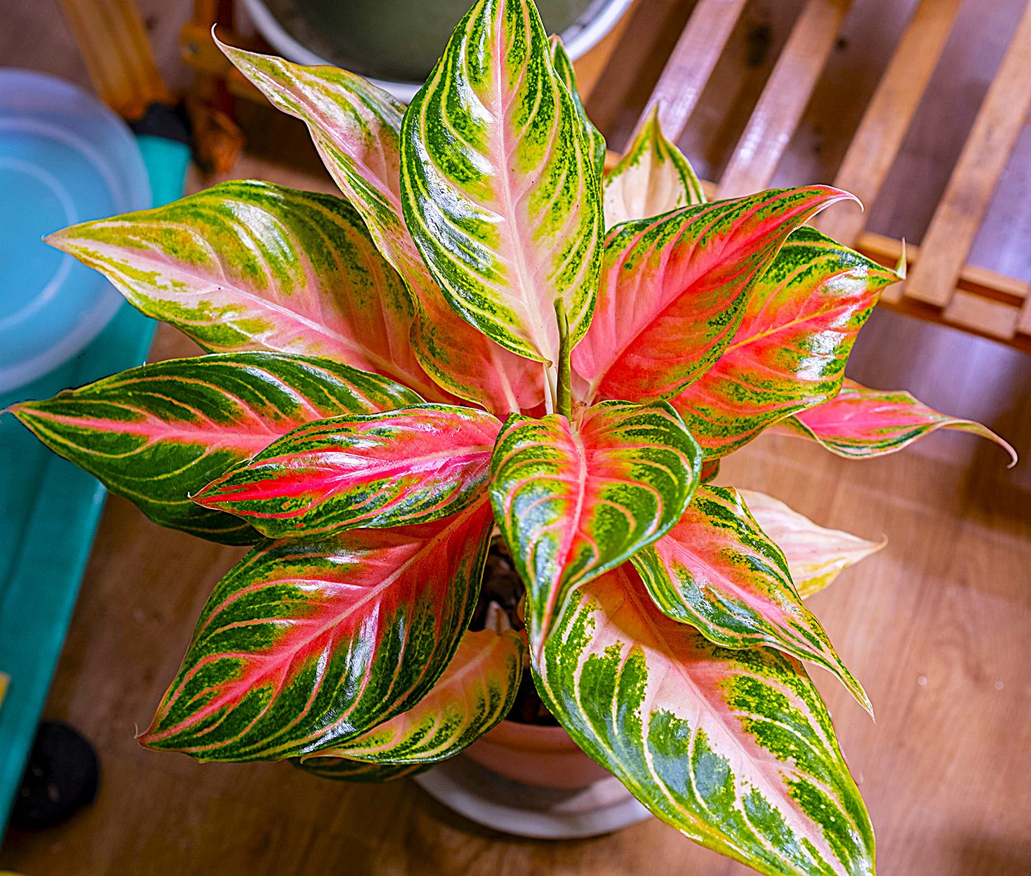 AGLAONEMA